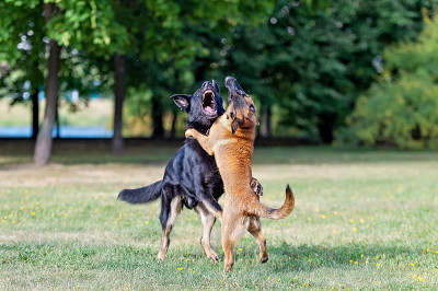 雄性德国牧羊犬和幼犬比利时牧羊犬马里诺斯