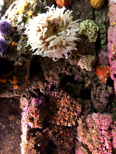 海洋生物