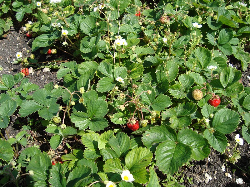 red delicious berries in the summer garden