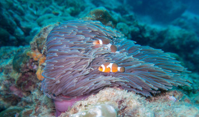 小丑鱼(Amphiprion ocellaris)华丽的海葵(Heteractis magnifie