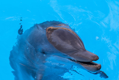 Dolphin