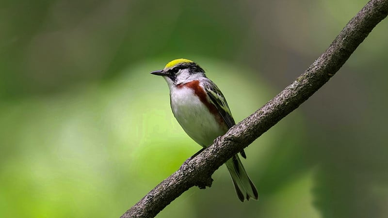 栗子边莺(Setophaga pensylvanica)是一种新世界莺