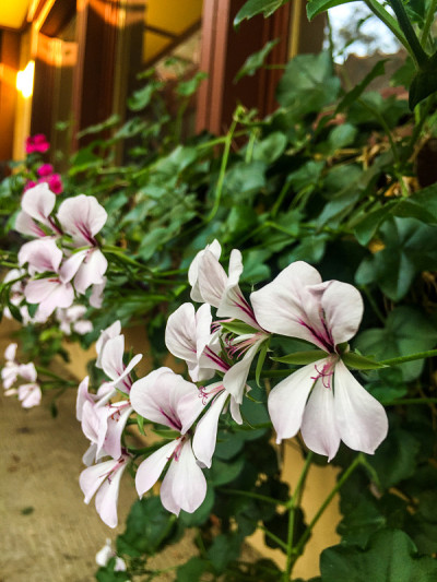 小白花丛