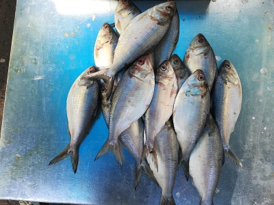 的ilish