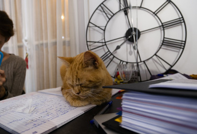 棕猫睡觉，在笔记本上旁边一个年轻的女学生