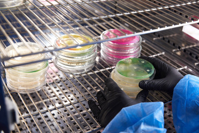 在微生物实验室操作培养皿的技术员或科学家的手套手。细菌培养基。微生物学家。细菌