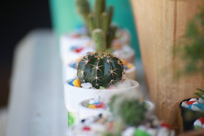 仙人掌花盆