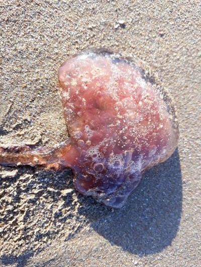 水母