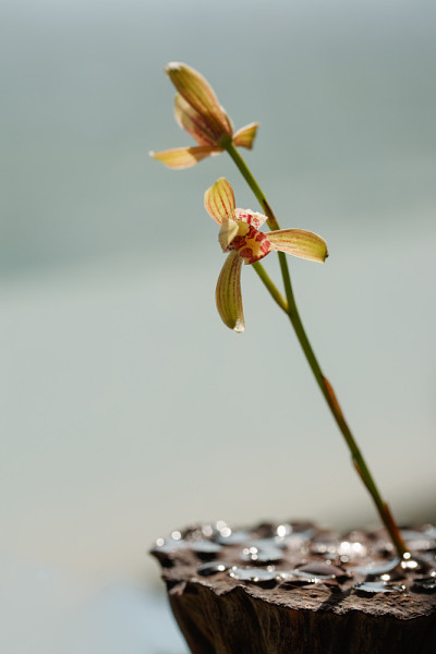 兰花