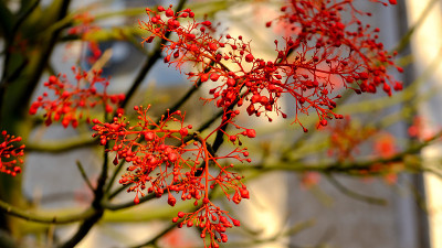 花集群