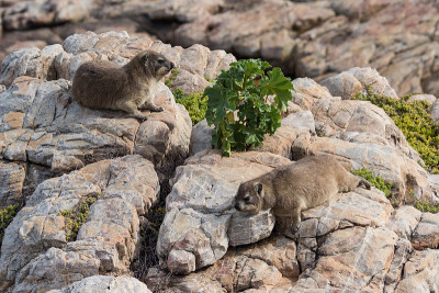 Dassie