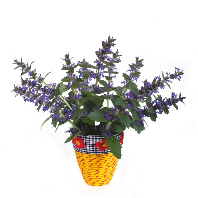 黄色花瓶内孤立的蓝色悬垂花