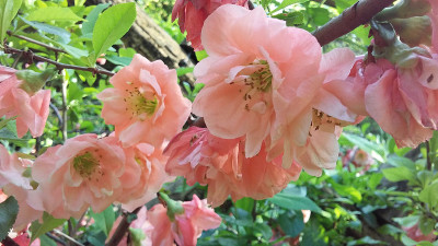 春，纽约曼哈顿中央公园的莎士比亚花园中盛开的木瓜(Maule’s Quince或Japanese Q