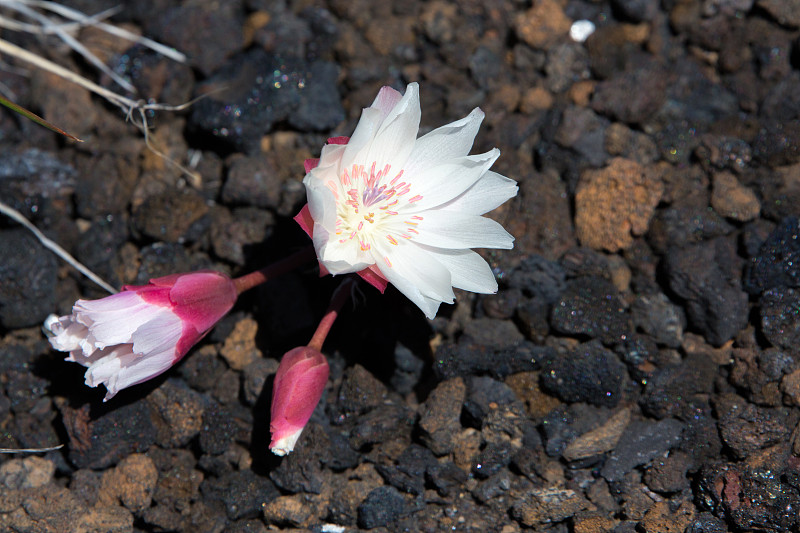 比特鲁特的特写(Lewisia rediviva)