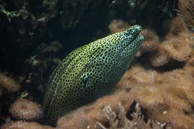 棘moray (Gymnothorax favagineus)