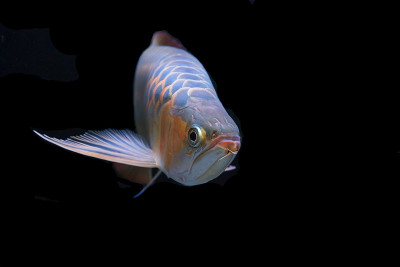 亚洲arowana