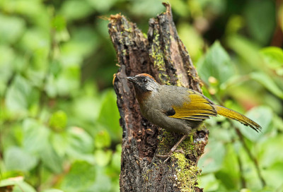 Silver-eared Laughingthrush