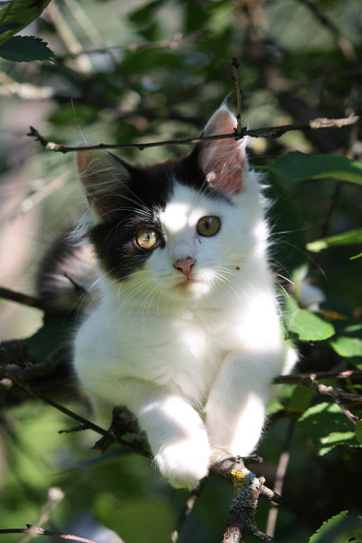 可爱的小猫在树枝上休息