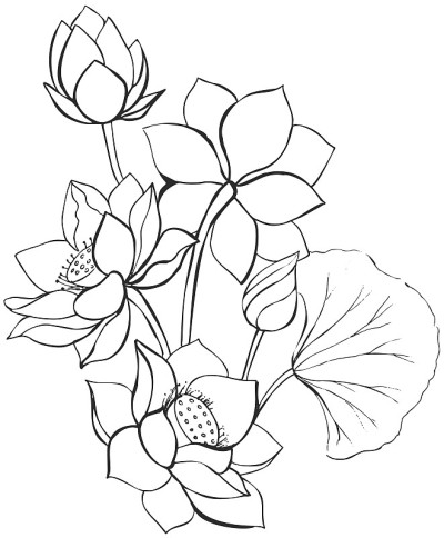 莲花