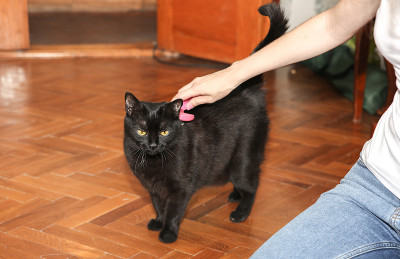 女人正在给黑猫梳毛。宠物美容。毛皮脱落。快乐的动物。