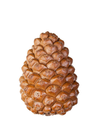 松果