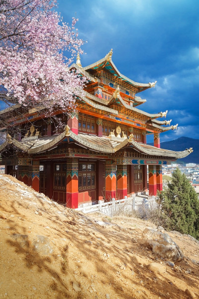 美丽的金色寺庙西藏风格与樱花