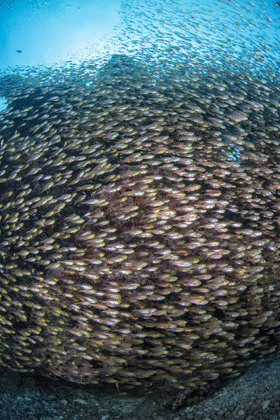 学校的蓝色绿色Chromis