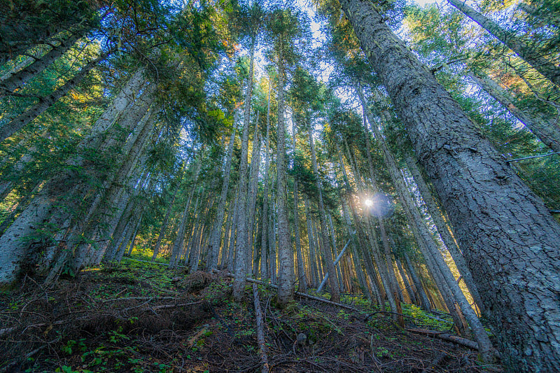 茂密的森林。Cutthroat Pass Trail, North Cascades Region