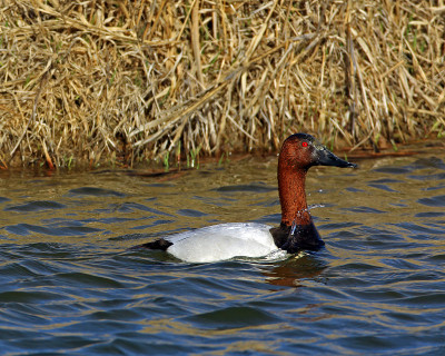 Canvasback Drake水平格式