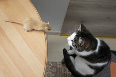猫和老鼠面面相觑