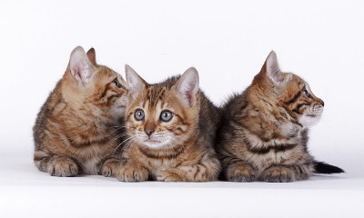 孟加拉猫