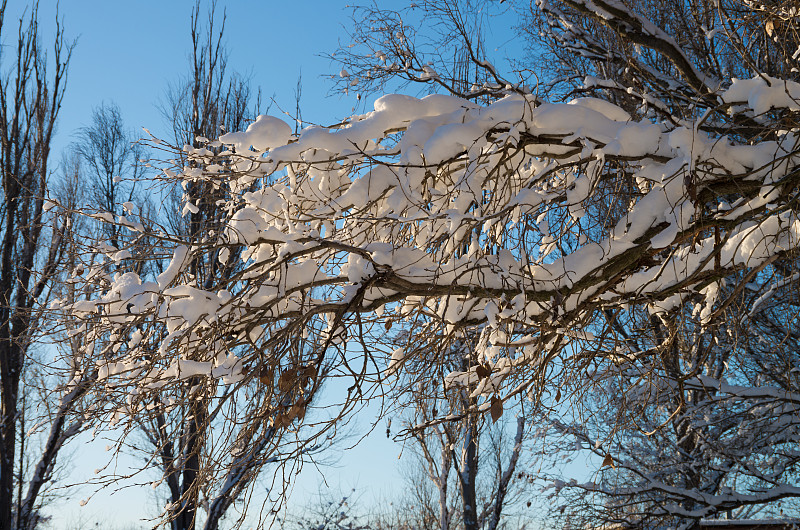 冬，晨，晓，树，枝，雪，晴，光，特写，蓝天，森林。