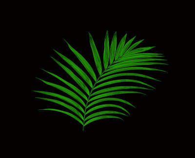 绿叶的棕榈树孤立在黑色的背景