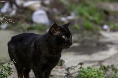 街上的黑猫