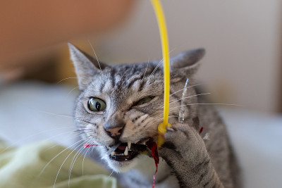 猫