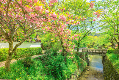 哲学家之路樱花盛开