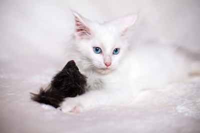 小猫在玩玩具老鼠