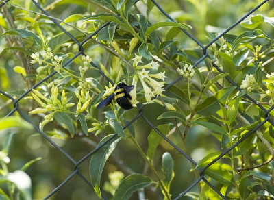 木匠蜜蜂