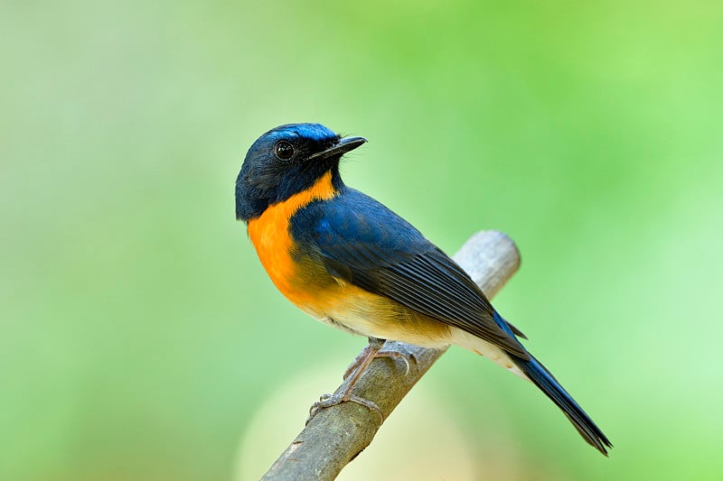 中国蓝鹟(Cyornis glaucicomans)是一种非常生动的雀形目鸟类，分布于中国至马来半岛