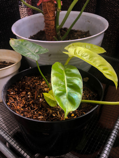 装饰植物
