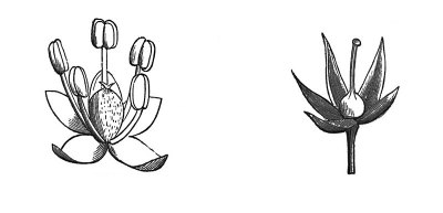 古董插图-花-不完整的花
