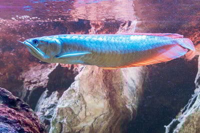 亚洲红龙鱼在水族馆里游泳