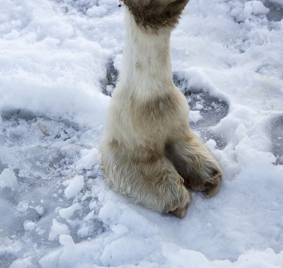 雪地上的骆驼