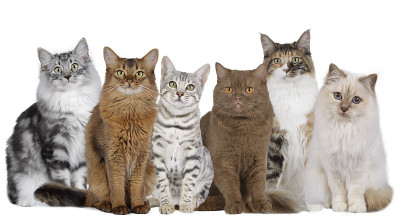 六只猫排成一排，与世隔绝