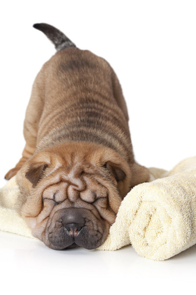 Sharpei小狗睡觉