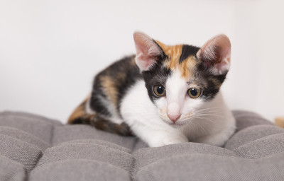 印花小猫躺在垫子上