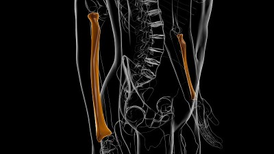 人体骨骼解剖桡骨3D渲染