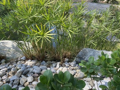 植物的石头