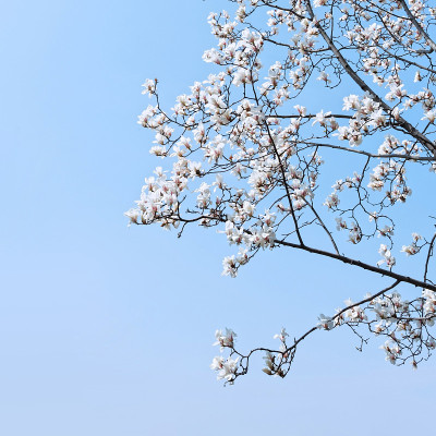 玉兰花