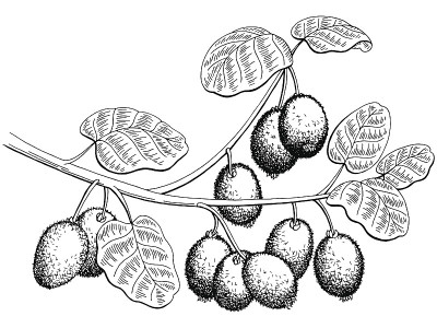 奇异果图形树枝黑白色孤立素描插图向量